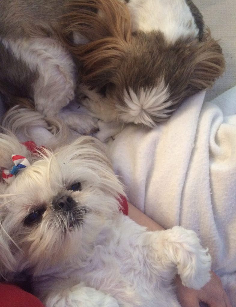 shih-tzu's sleeping, WHEN I KNEW IT WAS TIME TO PUT MY DOG DOWN
