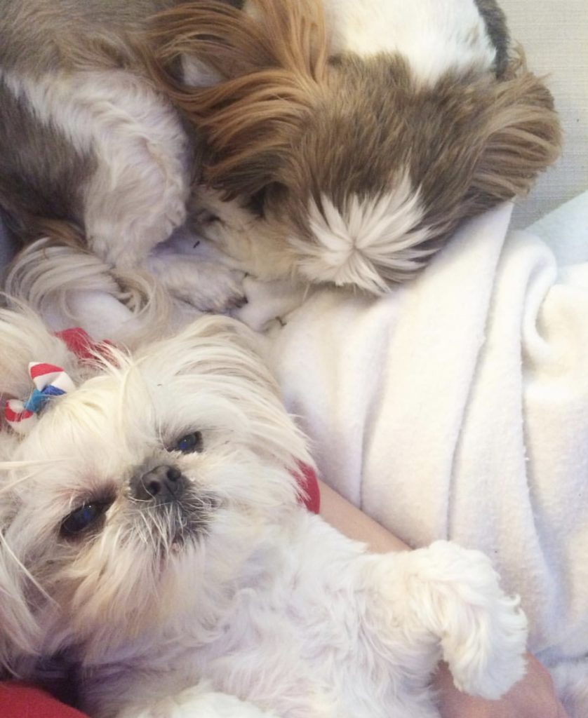 shih-tzus sleeping