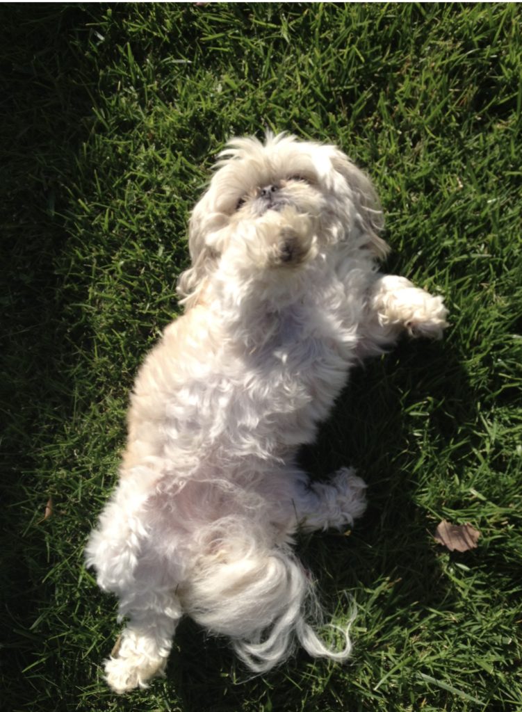 shih tzu sunbathing