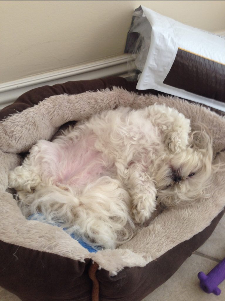 shih tzu sleeping upside down