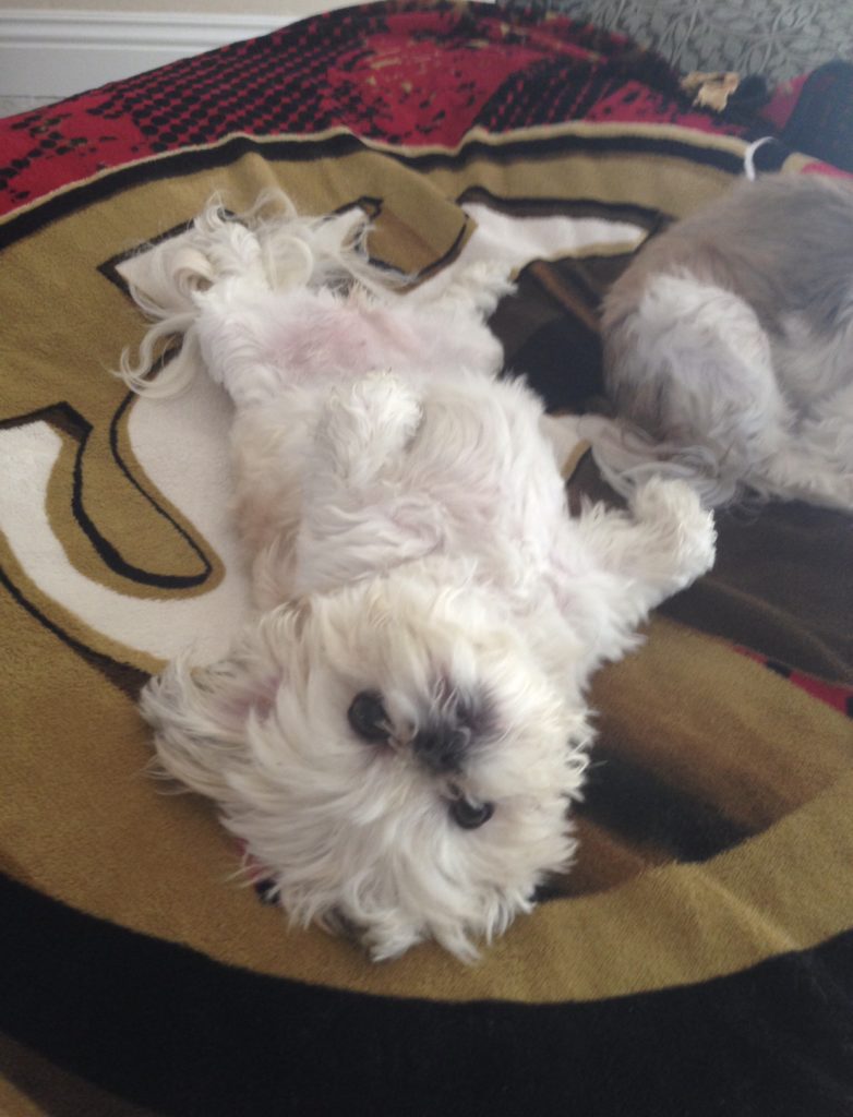 shih tzu on san fran blanket