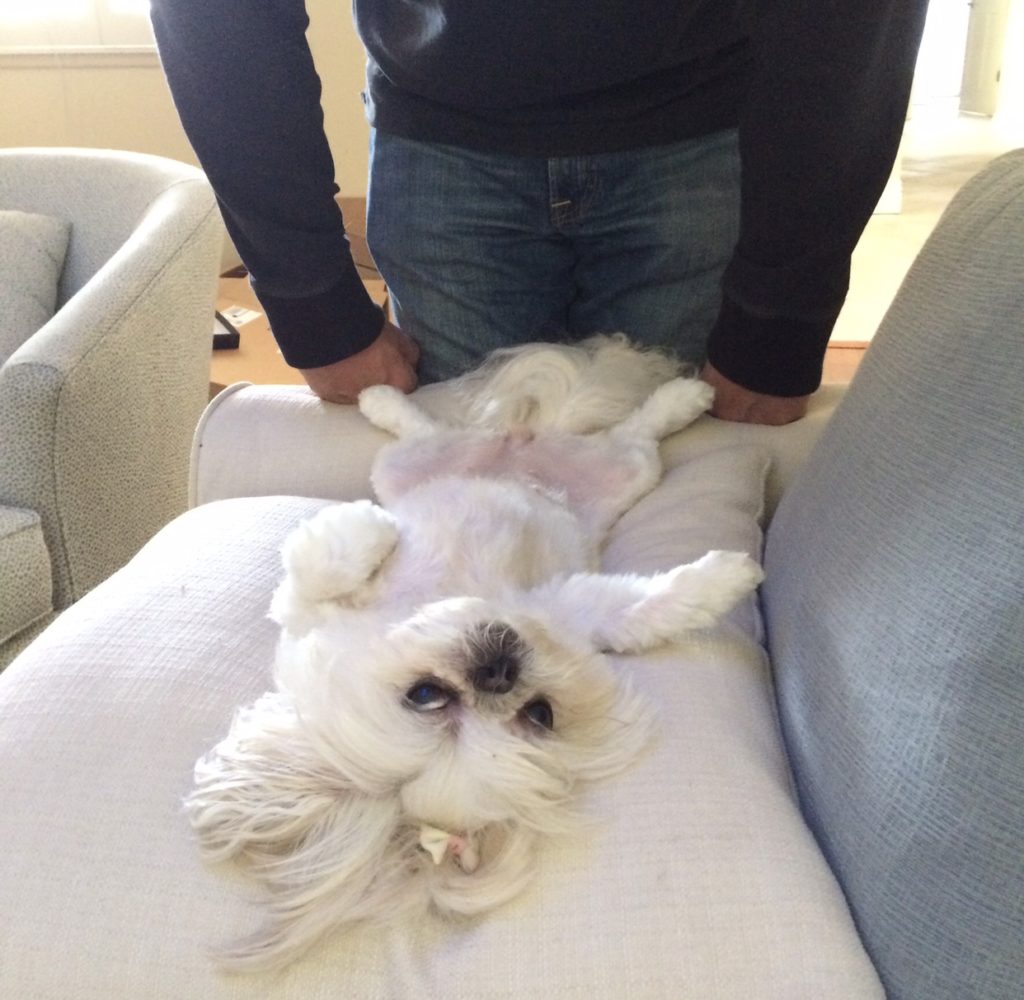 shih tzu wanting belly rubs