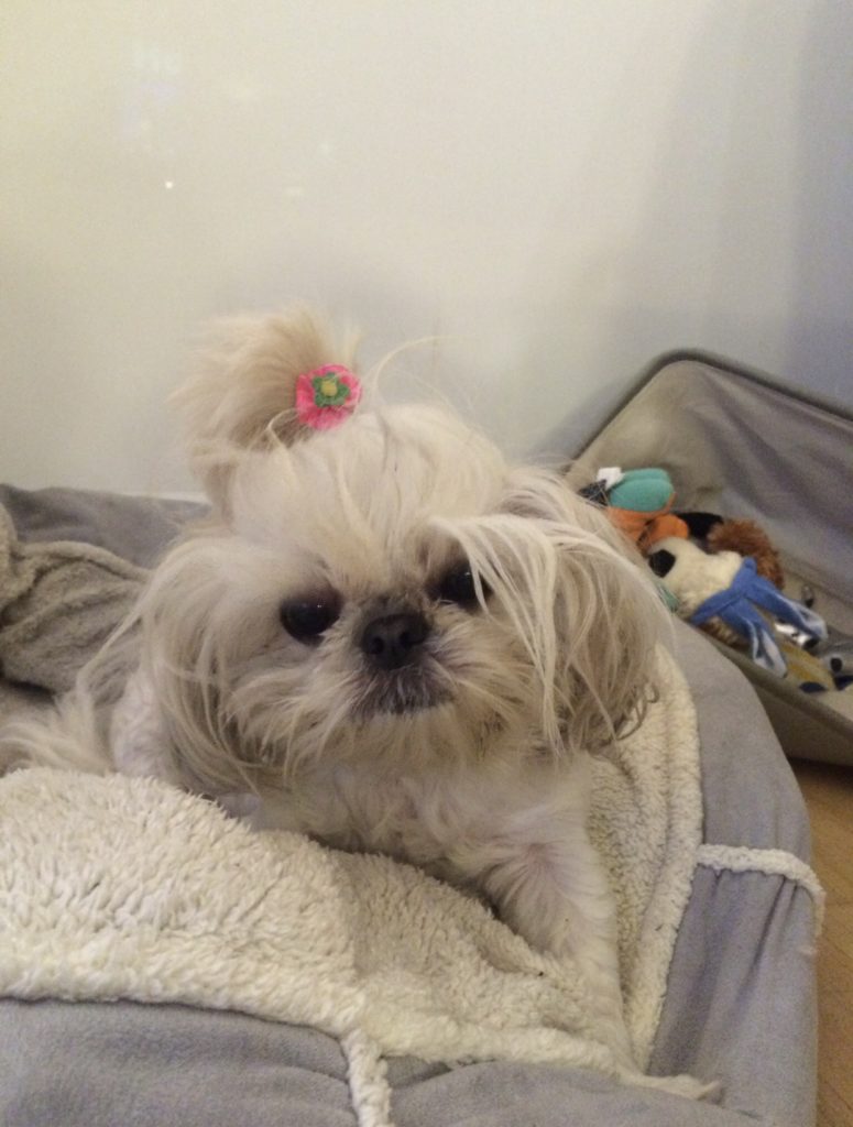 shih tzu in dog bed