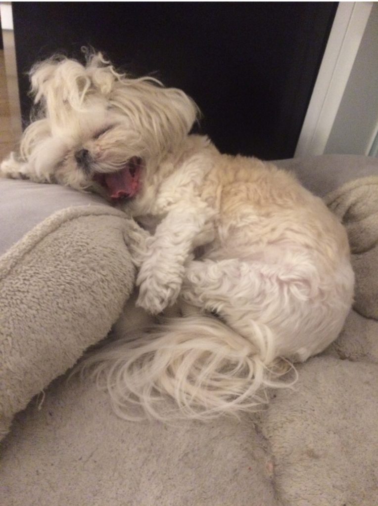 shih tzu yawning 