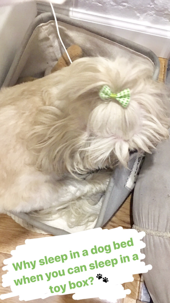 shih tzu sleeping in a toy box