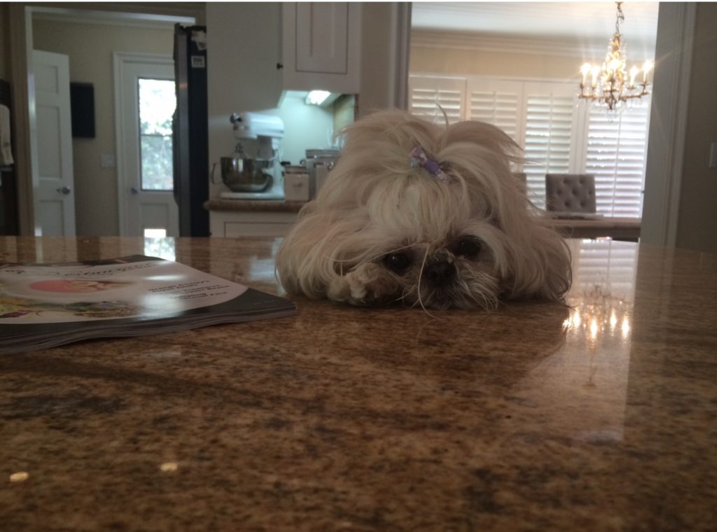 shih tzu on a counter