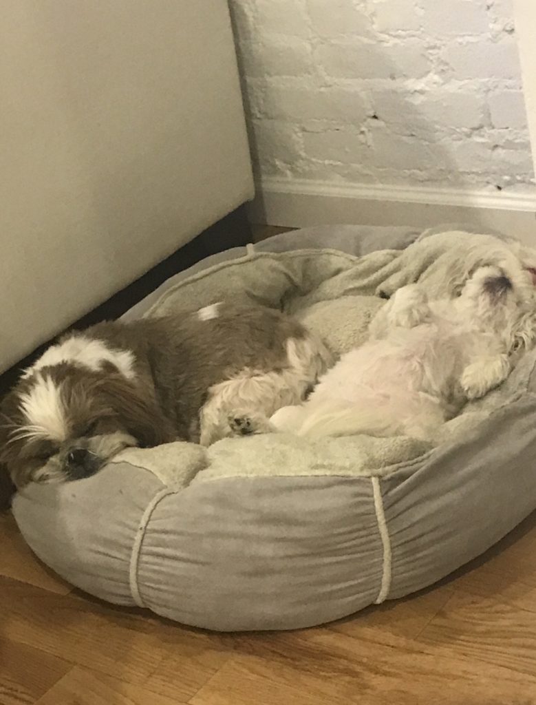 shih tzu's in dog bed