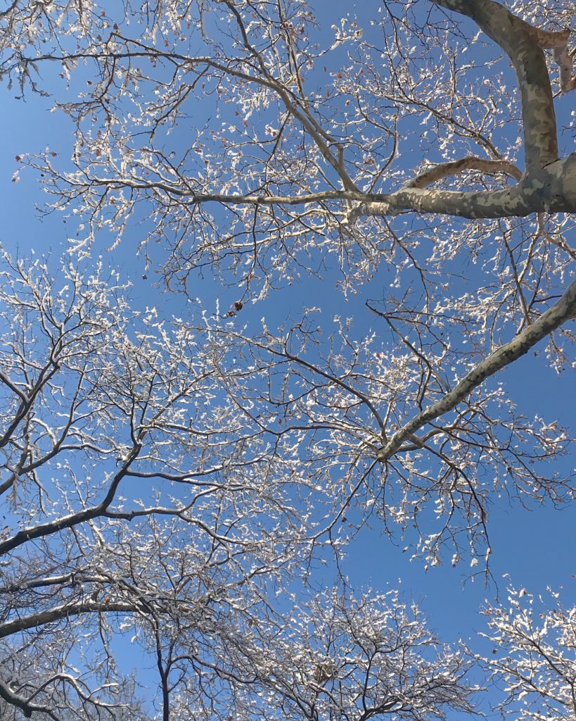 winter trees before they blossom