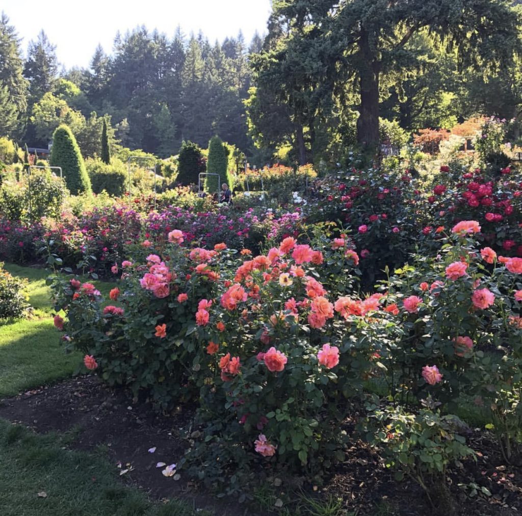 Portland Oregon Rose Garden in the spring