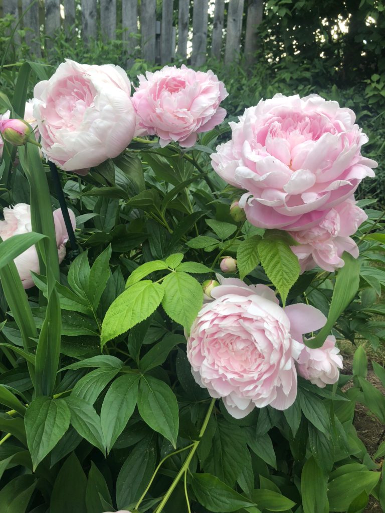 biggest pink peonies