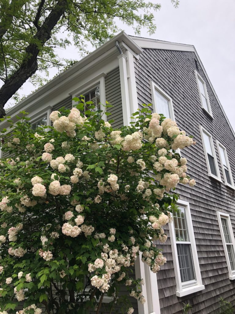 flower trees nantucket