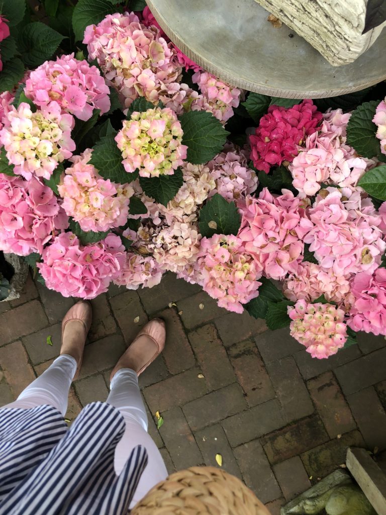 hydrangeas from above