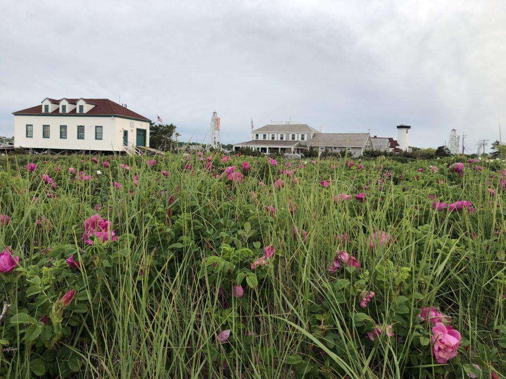 wild roses growing on Nantucket beach