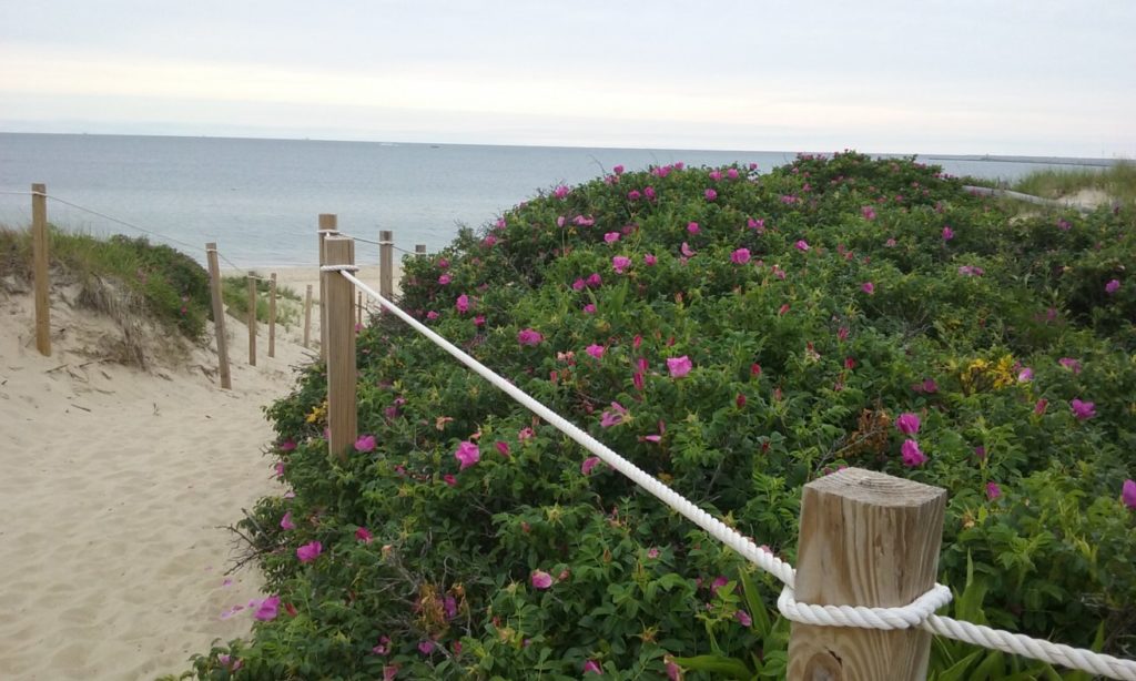 Steps Beach Nantucket roses