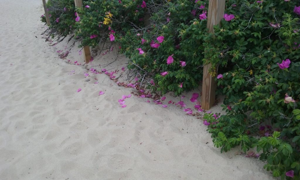 natural rose petals on beach